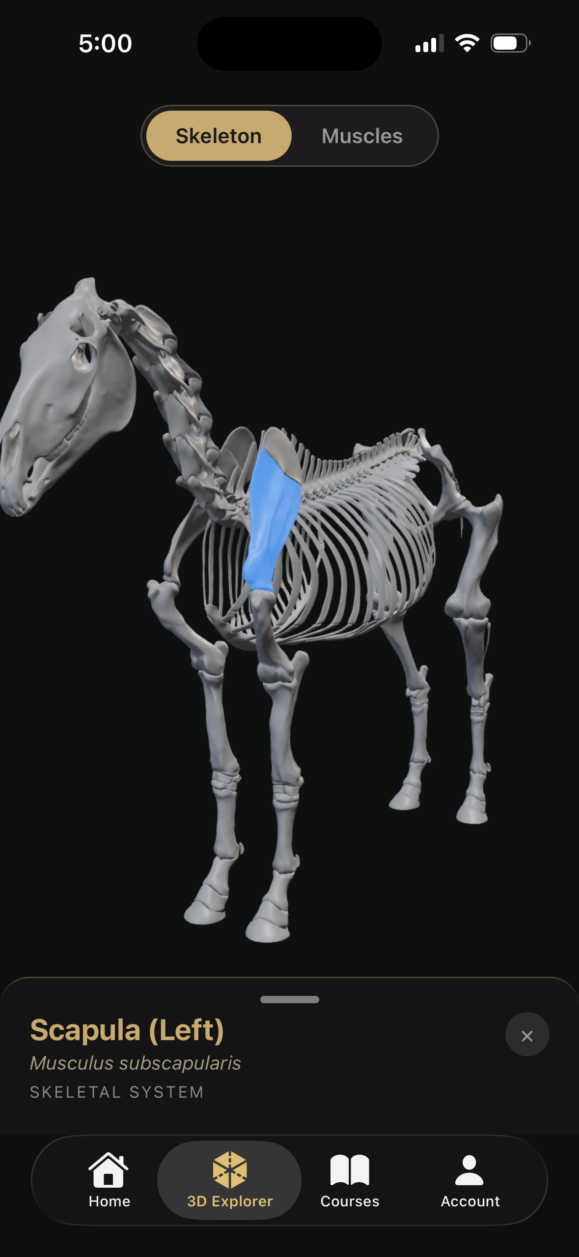 Inside The Equine horse anatomy app on iPhone showing interactive 3D skeletal model