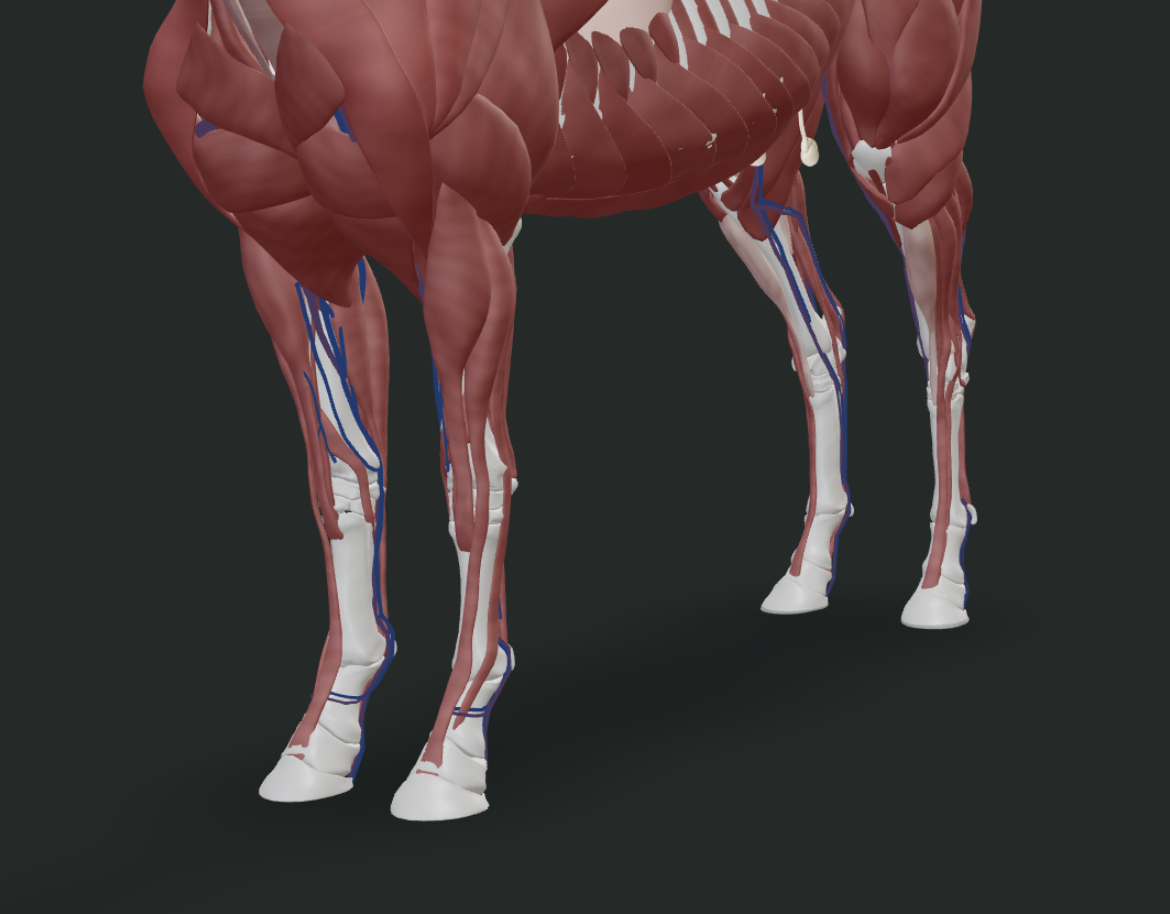 3D skeletal model of a horse's front leg from shoulder to hoof showing the bone column assessed during a pre-purchase evaluation