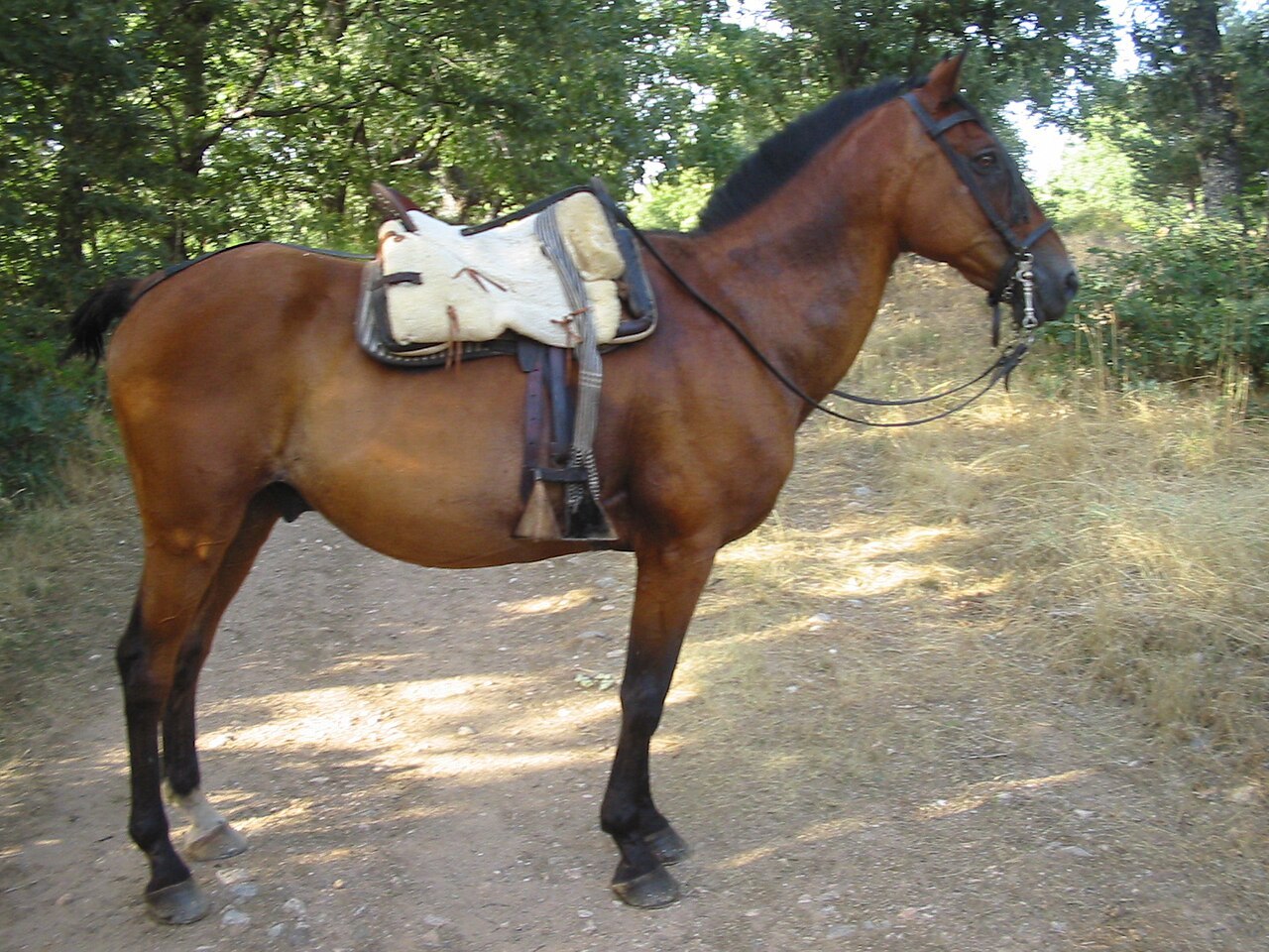 Horse displaying ewe neck conformation