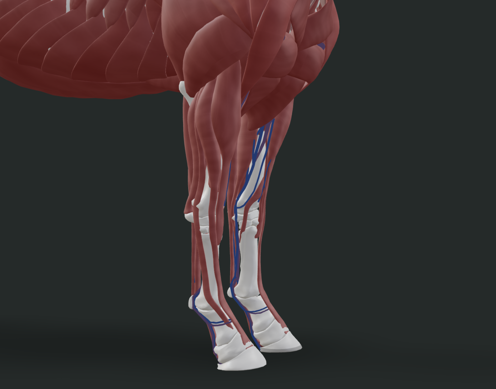 Horse Anatomy: A Complete Reference Guide | Interactive 3D horse anatomy model showing the full equine skeleton beneath a semi-transparent exterior