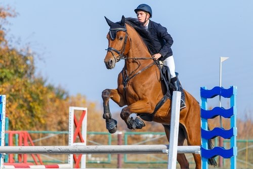 Horse and rider jumping over a fence