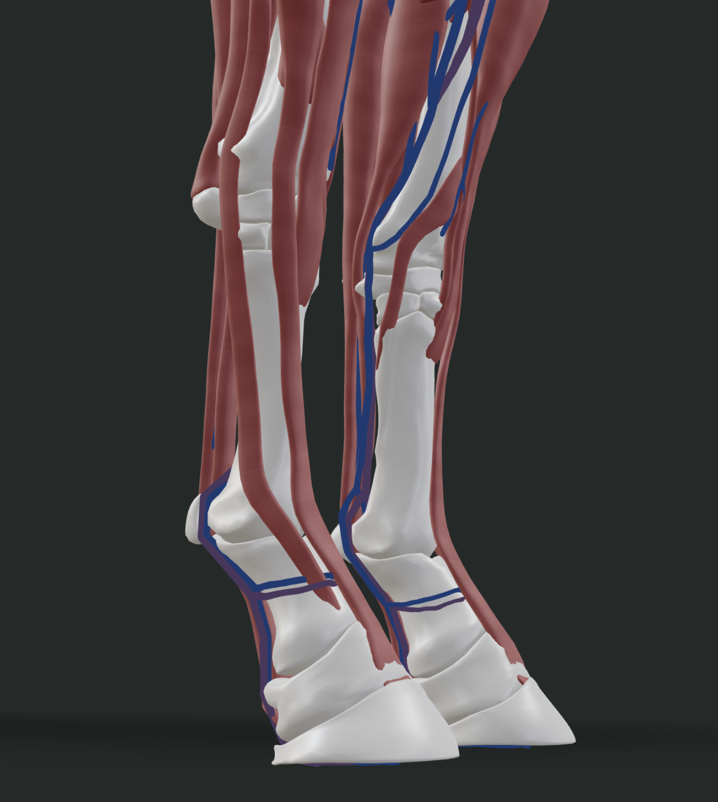3D anatomical model of a horse's lower legs showing muscle ending above the knee with bone and tendon continuing down to the hoof