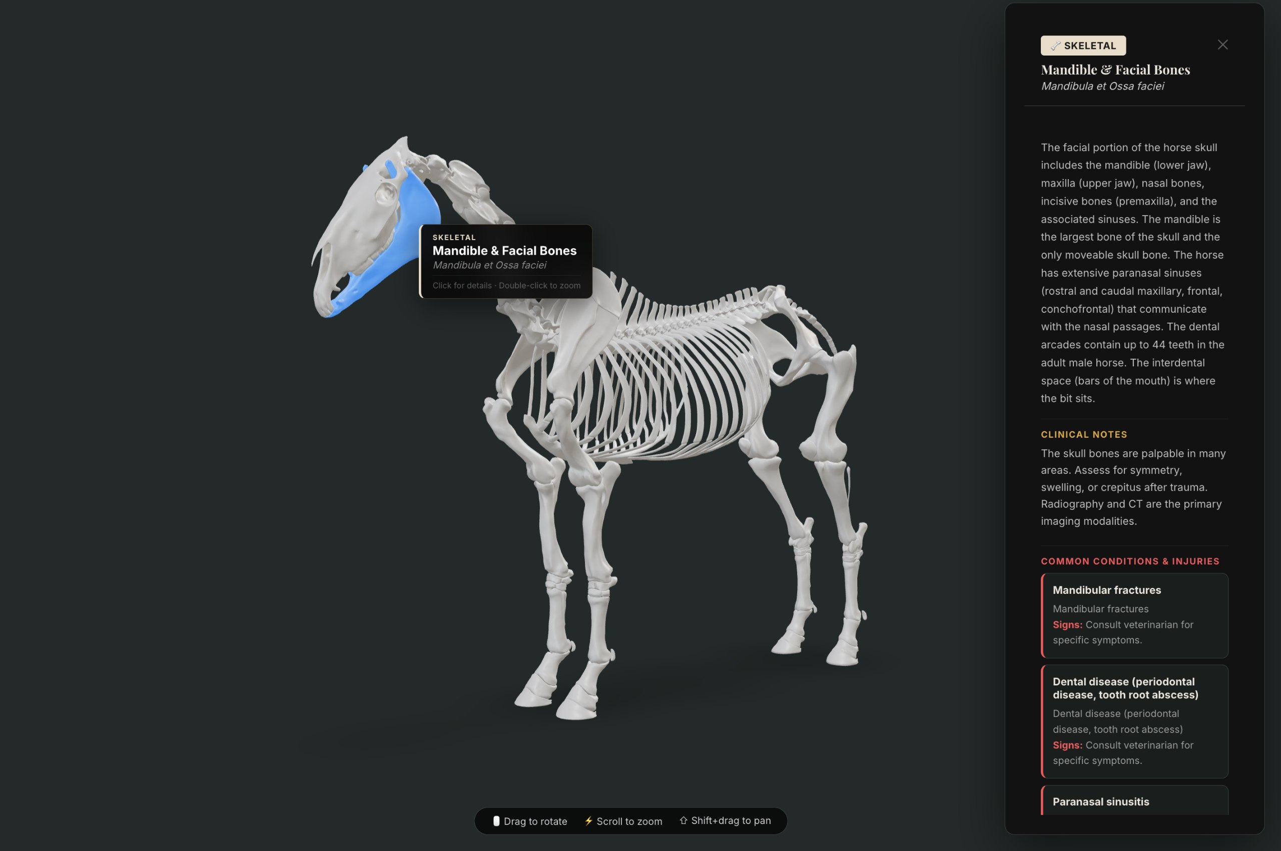 3D horse skull anatomy showing mandible and facial bones highlighted in blue in the Inside The Equine 3D Explorer, with clinical notes and common conditions panel