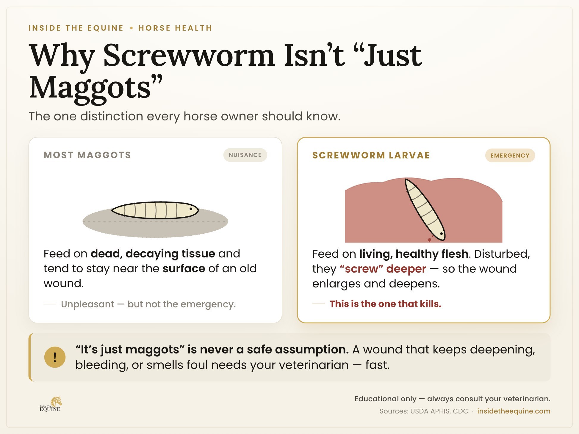 Screwworm larvae vs common maggots infographic: regular maggots feed on dead tissue near the surface while screwworm larvae burrow into living healthy flesh, making them an emergency for horses