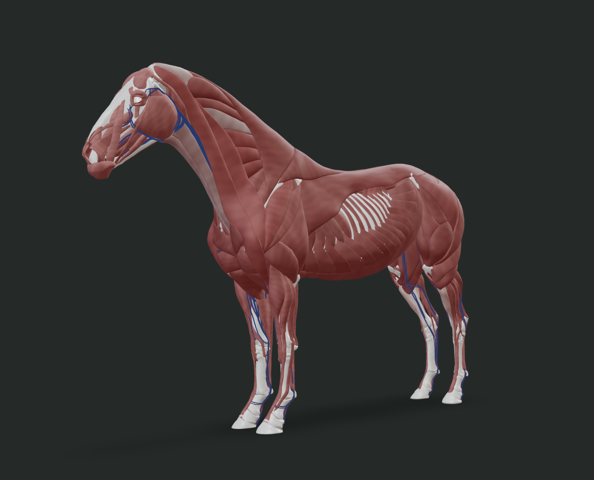 3D anatomical model of a horse showing the muscles of the shoulder and hindquarter with no muscle below the knee and hock