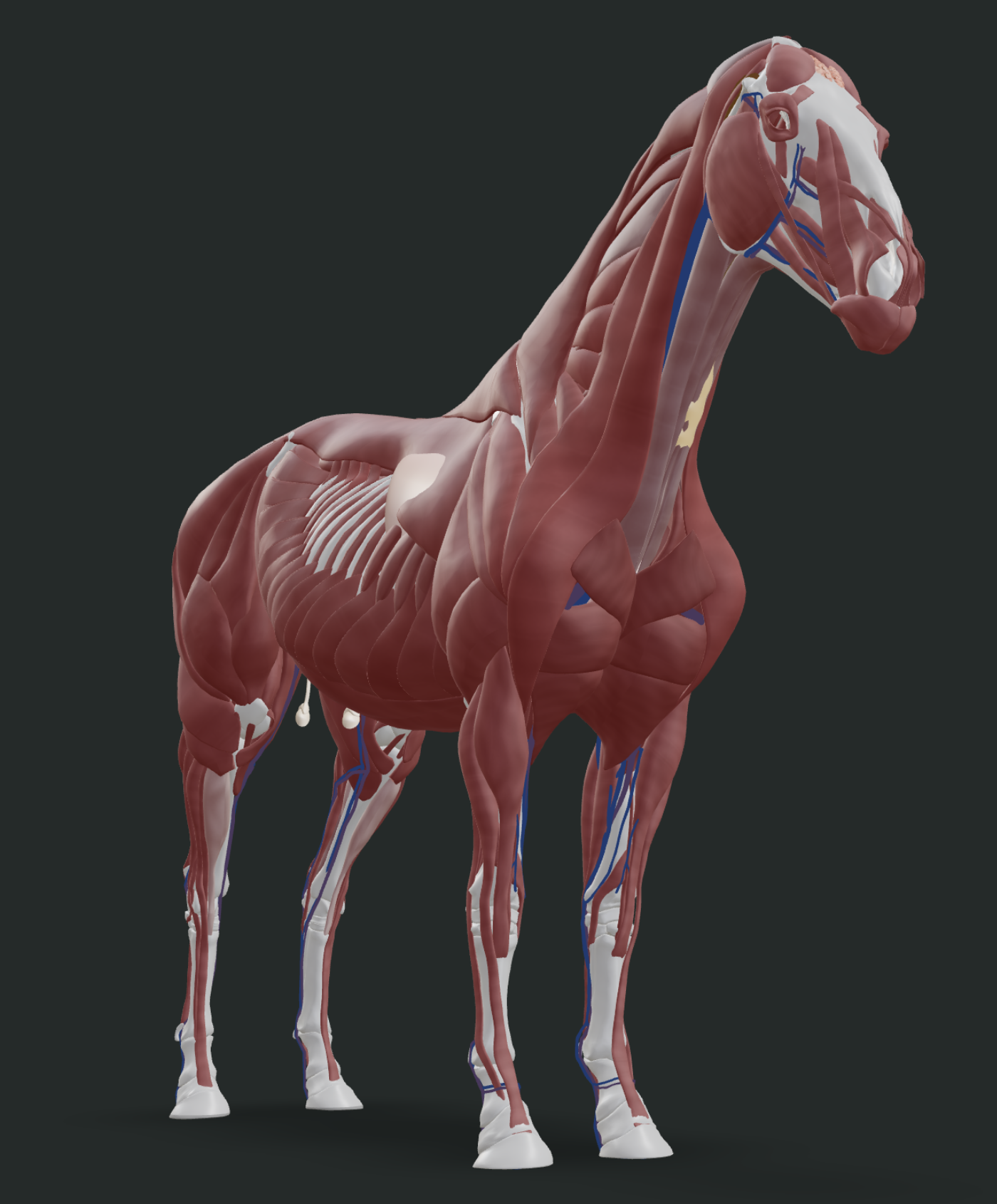 3D anatomical model of a horse's lower legs showing the lymphatic vessels that drain fluid from the limb