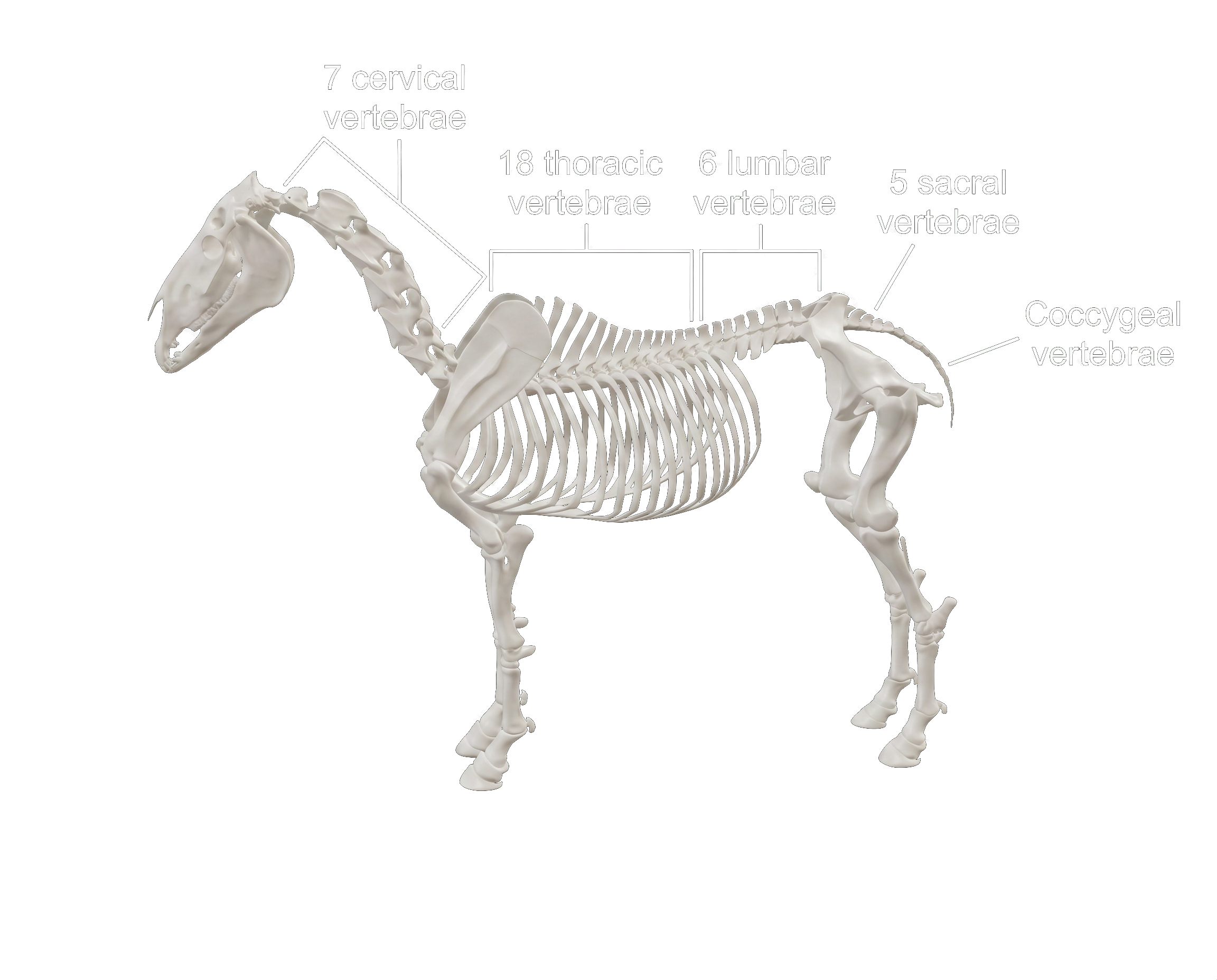 Anatomically correct horse skeleton with the vertebral column labeled: 7 cervical, 18 thoracic, 6 lumbar, 5 sacral, and coccygeal vertebrae
